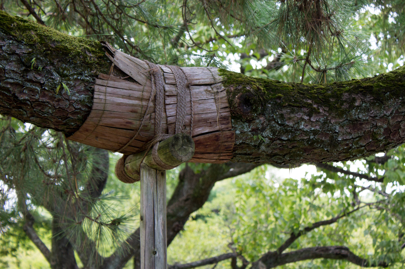 Some trees at the Kyoto Imperial Palace were so old they needed crutches for their massive branches.